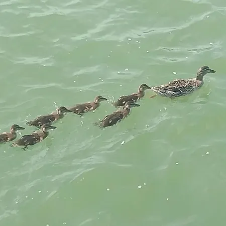 Apartamento Le Rondini Torricella (Magione)