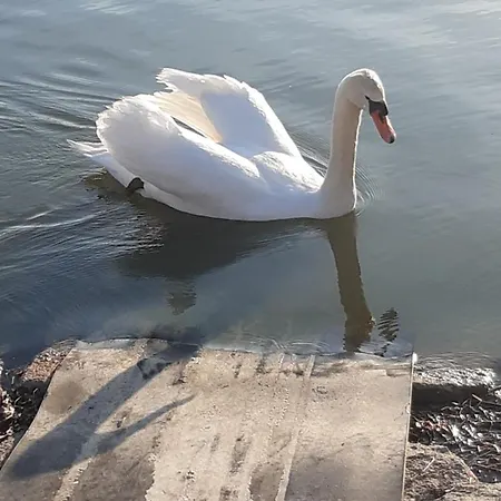 Apartamento Le Rondini Torricella (Magione)