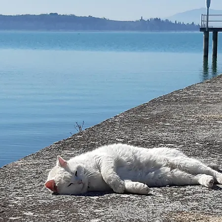 Apartamento Le Rondini Torricella (Magione)