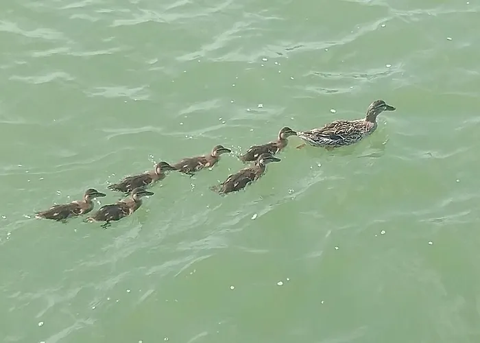 Apartamento Le Rondini Torricella (Magione)