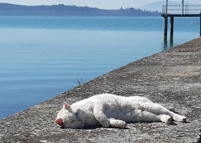 Apartamento Le Rondini Torricella (Magione)